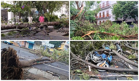 புதுச்சேரியில் பெய்த கனமழையால் ஏராளமான மரங்கள் வேரோடு சாய்ந்தன