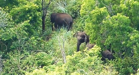 கொடைக்கானல் பேரிஜம் ஏரிப்பகுதியில் குட்டிகளுடன்  முகாமிட்டுள்ள யானைகள்