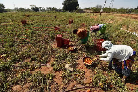 விலை உயர்வால் தக்காளி தோட்டங்களில் விவசாயிகள் இரவு, பகலாக காவல்