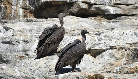 அழிவில் இருந்து மீளுமா பாறு கழுகுகள்?