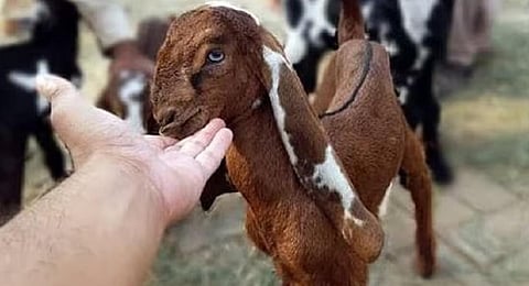 பிரநிதித்துவப் படம்