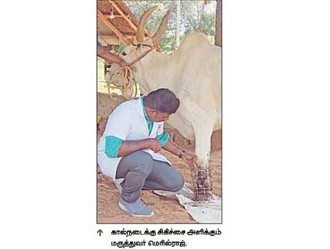 இன்று உலக விலங்கு வழி நோய்கள் தினம்: இந்தியாவில் ரேபிஸ் நிலை என்ன?