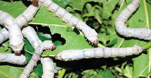 பட்டு விவசாயிகளுக்கு மானியம்