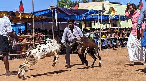நிலக்கோட்டையில் கிடா முட்டு போட்டி: ஆக்ரோஷமாக மோதிக்கொண்ட கிடாய்கள்