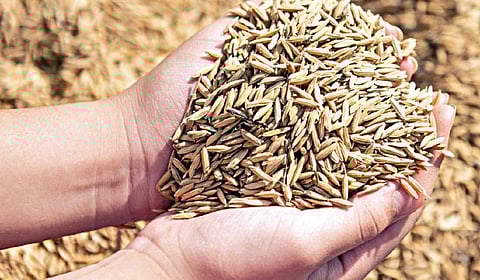 பணமின்றி அசையாது உலகு 07: விதை நெல்