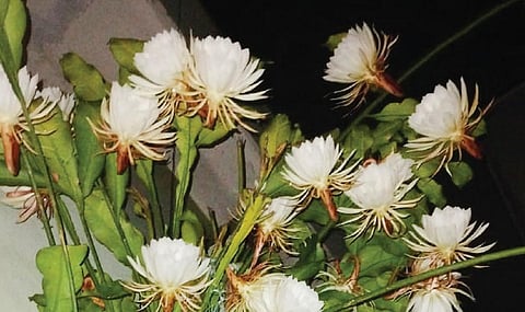 ஓசூர் மூவேந்தர் நகரில் உள்ள வீட்டில் பிரம்ம கமலம் செடியில் பூத்துக் குலுங்கிய மலர்கள்.