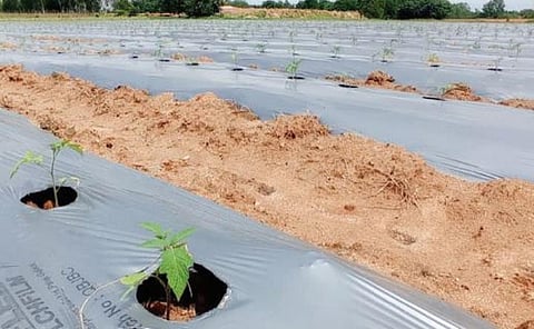 தக்காளி விலை உயர்ந்துள்ள நிலையில், ஓசூர் பகுதியில் மீண்டும் தக்காளி சாகுபடி பணியில் விவசாயிகள் ஆர்வம் காட்டி வருகின்றனர். ஆவலப்பள்ளி அருகே சொட்டு நீர்ப் பாசனம் முறையில் நடவு செய்யப்பட்டுள்ள தக்காளி நாற்றுகள்.