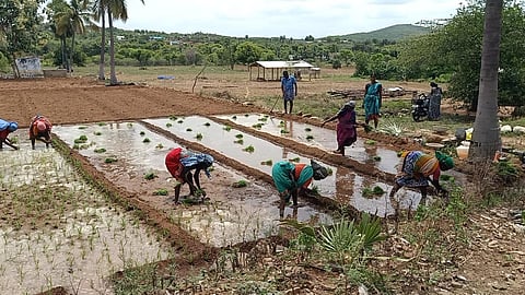 மேட்டூர் அருகே கோனூர் கிராமத்தில் மானாவாரி நிலத்தில் கேழ்வரகு பயிர் நடவு பணியில் விவசாயிகள் ஈடுபட்டுள்ளனர்.  