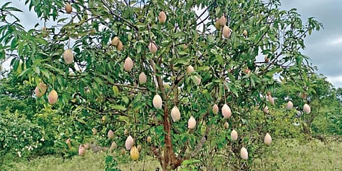 சீசன் நிறைவடையும் தருவாயில் சூளகிரி அருகே சாமல்பள்ளம் கிராமத்தில் உள்ள தோட்டத்தில் மா மரங்களில் அறுவடைக்குத் தயாராக உள்ள பெங்களூரா ரக மாங்காய்கள்.