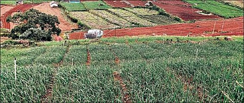 உதகை அருகேயுள்ள தேனாடு கம்பை பகுதியில் மலைப்பூண்டு பயிரிடப்பட்டுள்ள தோட்டம். படம்: ஆர்.டி.சிவசங்கர்