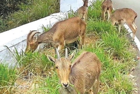 வாழ்விடம் சுருங்கிய வரையாடுகள்: தமிழக அரசின் திட்டத்தால் சூழல் ஆர்வலர்களிடம் நம்பிக்கை