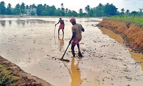 குமரியில் 500 ஹெக்டேரில் கன்னிப்பூ சாகுபடி தாமதம்