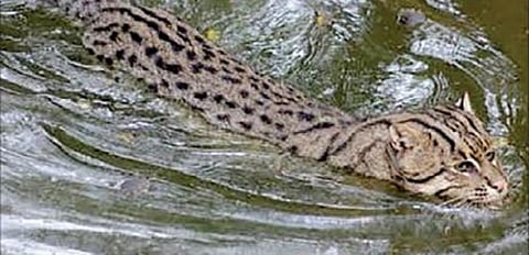 காரங்காடு காட்டில் அரிய வகை மீன்பிடி பூனை: வனத்துறையினர் ஆய்வு