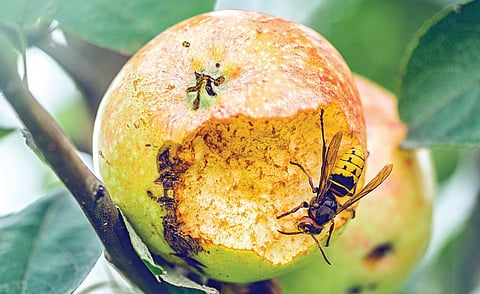 மாம்பழத்து வண்டு....