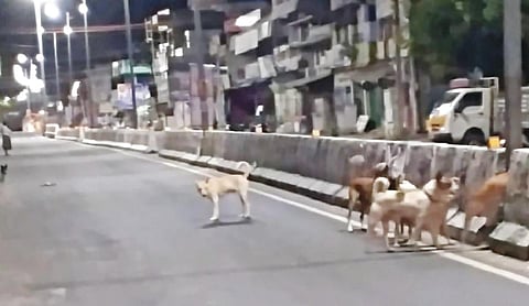 வாகனப் போக்குவரத்துக்கு இடையூறு ஏற்படுத்தும் வகையில், குமாரபாளையம்-சேலம் சாலையின் நடுவே கூட்டமாகச் சுற்றும் தெரு நாய்கள்.