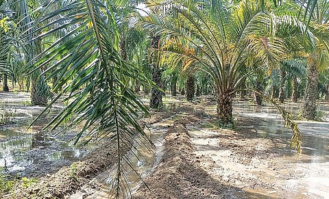 விழுப்புரம் மாவட்டம் கண்டமங்கலத்தில்  பயிரிடப்பட்டுள்ள எண்ணெய் பனை.