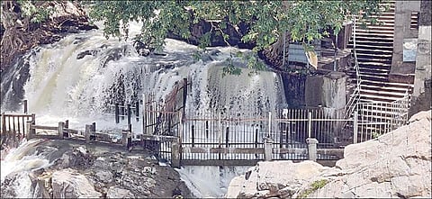 ஒகேனக்கல் அருவியில் நுரைபொங்க கொட்டும் தண்ணீர்.