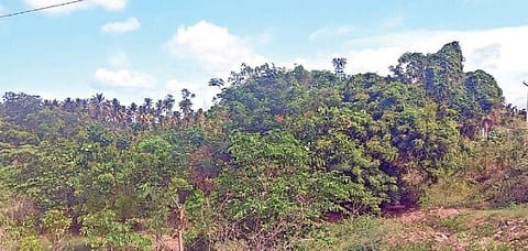 தென்காசி ஒருங்கிணைந்த நீதிமன்றம் அருகே கடந்த 3 ஆண்டுகளுக்கு முன்பு குப்பைமேடாக புதர் சூழ்ந்து காணப்பட்ட இடம்,  தற்போது பசுஞ்சோலையாக காணப்படுகிறது