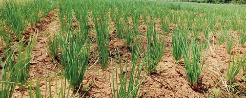 கிருஷ்ணகிரி அருகே தாசிரிப்பள்ளியில்  சின்ன வெங்காயம் சாகுபடி செய்யப்பட்டுள்ள வயல்.﻿﻿  			      படம்: கி.ஜெயகாந்தன்