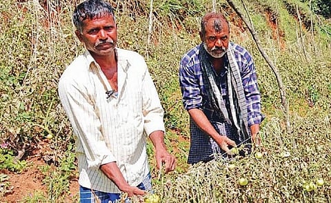 நீலகிரி - குந்தா பகுதியை சேர்ந்த விவசாய சகோதரர்கள் ராமன், புட்டசாமி
