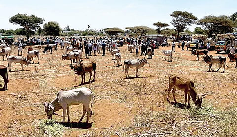 பழநி அருகே தொப்பம்பட்டியில் நடந்த சந்தையில் விற்பனைக்கு கொண்டுவரப்பட்ட மாடுகள்.