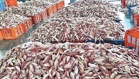 தடைகாலத்துக்கு பின்னர்  கடலுக்கு சென்று திரும்பிய விசைப்படகுகளில் அதிகமாக கிடைத்த செந்நவரை மீன்கள் குளச்சல் மீன்பிடித் துறைமுக  ஏலக்கூடத்தில் விற்பனைக்காக பெட்டிகளில் குவித்து வைக்கப்பட்டுள்ளது.