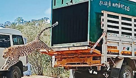 கோபியை அடுத்த கொங்கர்பாளையத்தில் வனத்துறையின் கூண்டில் சிக்கிய சிறுத்தை, மூலப்பட்டி அடர்வனப் பகுதியில் விடுவிக்கப்பட்டது.