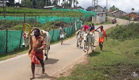 அறுவடை செய்த மலை நெல்லை சுவாமிக்கு படைக்க மாடுகளில் எடுத்து சென்ற விவசாயிகள்.