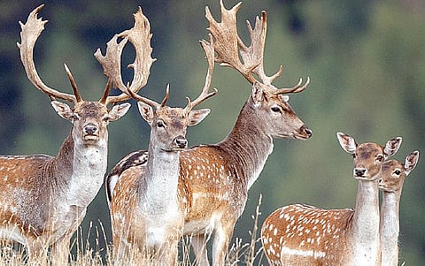 பூ பூக்கும் ஓசை - 8: தேவைக்கு மட்டுமே வேட்டையாடும் விலங்குகள்