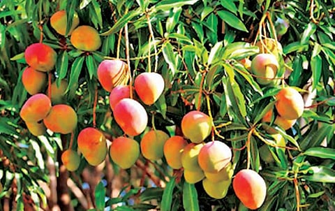 உடுமலையில் மாங்கூழ் தொழிற்சாலை அமையுமா? - மா விவசாயிகள் எதிர்பார்ப்பு