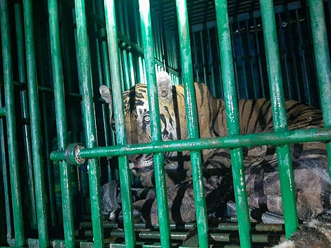 குமரி வனப்பகுதியில் பொதுமக்களை அச்சுறுத்திய 12 வயது புலி நேற்று பத்துகாணி அருகே கல்லறவயல் ரப்பர் தோட்டத்தில் மயக்க ஊசி செலுத்தி பிடிக்கப்பட்டது. பிடிபட்ட புலி.