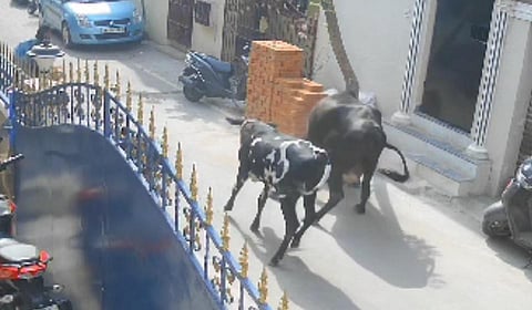 சென்னை அரும்பாக்கத்தில் பள்ளி சிறுமியை முட்டித் தள்ளிய கால்நடை