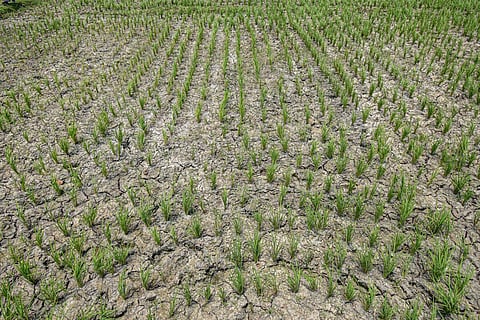 மழையில்லாததால் பாதிக்கப்பட்ட 1.87 லட்சம் விவசாயிகளுக்கு ரூ.181 கோடி இழப்பீடு