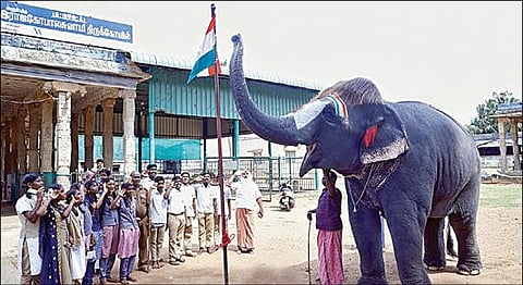 மன்னார்குடி ராஜகோபால சுவாமி கோயிலில் நேற்று நடைபெற்ற சுதந்திர தின விழாவின்போது தேசியக் கொடிக்கு வணக்கம் செலுத்திய செங்கமலம் யானை.