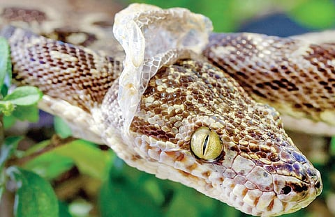 டிங்குவிடம் கேளுங்கள்? - பாம்பு சட்டை உரிப்பது ஏன்?