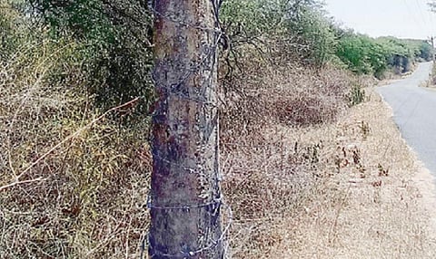 மேலுமலை வனப்பகுதியில் யானைகள் செல்லும் வழித்தடத்தில் உள்ள மின்கம்பங்களில் இரும்பு முள்வேலி அமைக்கப்பட்டுள்ள்து