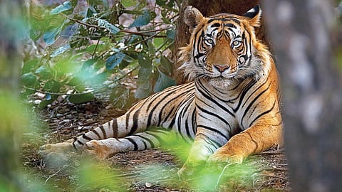 பூ பூக்கும் ஓசை - 9: மனிதர்களைக் காக்கும் புலிகள்!