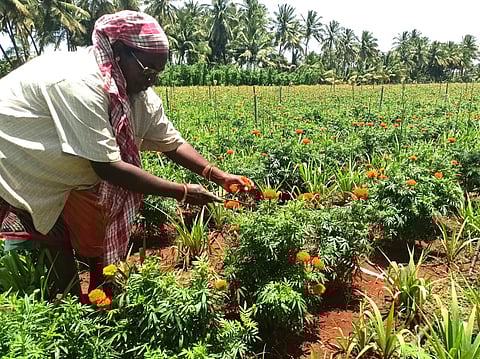 செண்டு பூக்களை அறுவடை செய்யும் தொழிலாளி. | இடம்: கோட்டூர். | படம்: என்.கணேஷ்ராஜ்.