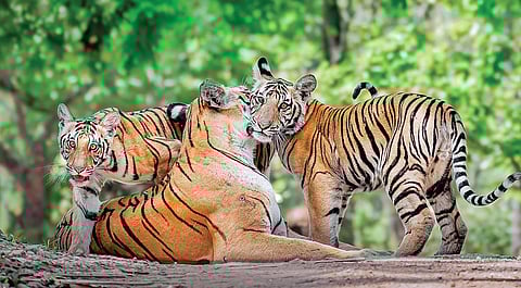 பூ பூக்கும் ஓசை - 10: புலி அழிவால் வற்றிய வைகை!