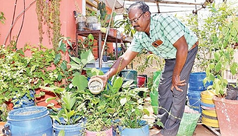 மாடித் தோட்டத்தில் வீட்டுக்கு தேவையான காய்கறிகள் - மதுரையில் மாற்றுத் திறனாளி அசத்தல்