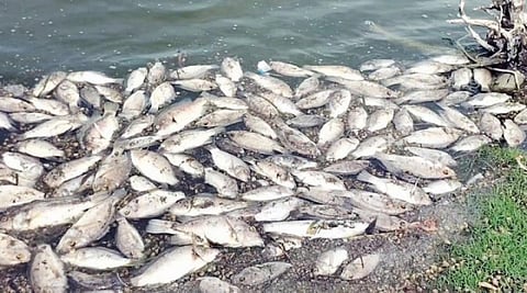 பாரூர் பெரிய ஏரியில் உயிரிழந்து மிதக்கும் மீன்கள்.