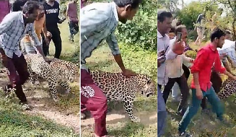 ம.பி கிராமத்தில் திரிந்த நோயுற்ற சிறுத்தையை தொந்தரவு செய்த மக்கள் - அதிர்ச்சி வீடியோ