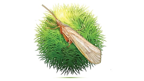 பூச்சிகளைத் தேடி... பூச்சி இனங்களே சூழல் பொறியாளர்கள்!