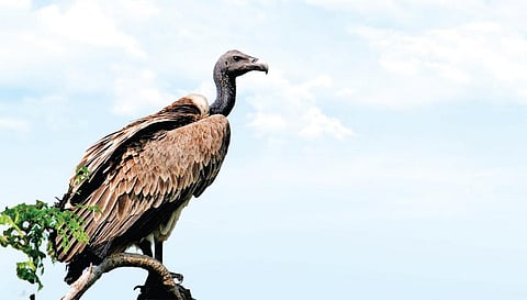 அரிய உயிரின் அழிவைத் தடுக்கச் செய்ய வேண்டியது...