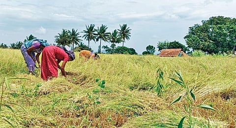 சித்தேரி மலைப்பகுதியில் சாமை அறுவடைப் பணியில் ஈடுபட்டுள்ள தொழிலாளர்கள். 		                         படம்: எஸ். செந்தில்