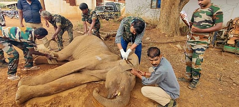 நாட்டுவெடியால் வாய் சிதறி பெண் யானை உயிரிழப்பு: கோவையில் தொடர்கதையாகும் நிகழ்வுகள்