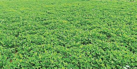 தமிழக -  ஆந்திர எல்லையோரம் அமைந்துள்ள காளிக்கோயில் பகுதியில் பெய்த தொடர் மழையால் காய்ந்த நிலக்கடலை செடிகள் மீண்டும் புத்துயிர் பெற்று பூக்கள் பூத்துள்ளன.