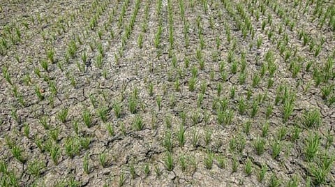 தண்ணீரின்றி கருகிய குறுவை பயிர்களுக்கு ஏக்கருக்கு ரூ.40,000 நிவாரணம்: ராமதாஸ் வலியுறுத்தல்