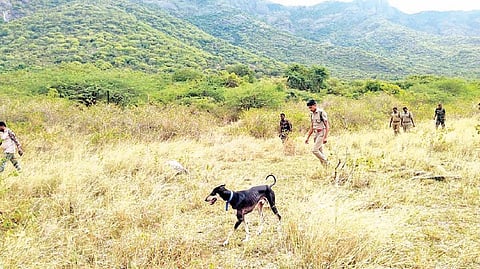 நாட்டுவெடியால் யானை உயிரிழந்ததை தொடர்ந்து, கோவை தடாகம் பகுதியில் மோப்பநாய் உதவியுடன் நேற்று ரோந்துப் பணியில் ஈடுபட்ட வனத்துறையினர்.