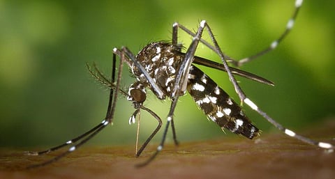 காய்ச்சல் காரணமாக சென்னையில் 4 வயது சிறுவன் உயிரிழப்பு: சுகாதார சீர்கேடே சிறுவன் உயிரிழப்புக்கு காரணம் என உறவினர்கள் குற்றச்சாட்டு